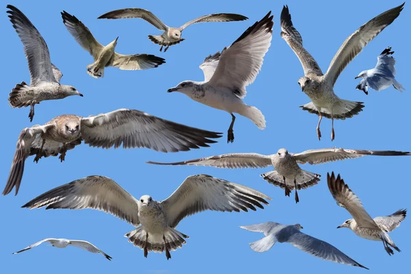 stock image Seagulls