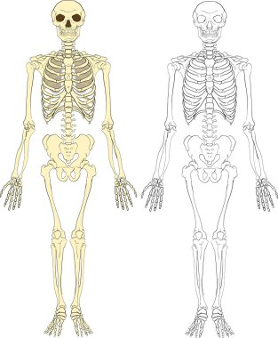 skeleton illustration clipart