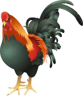 chicken cockrel illustration clipart