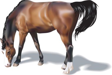 Horse Illustration clipart