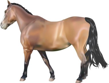 Horse Illustration clipart