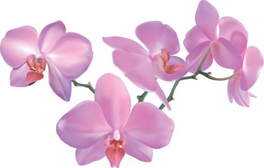 orchid Illustration clipart