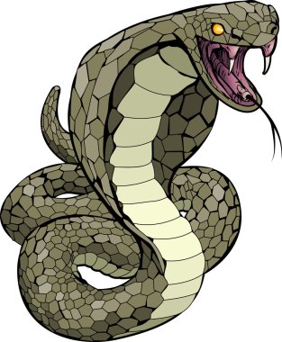 Cobra snake about to strike illustration