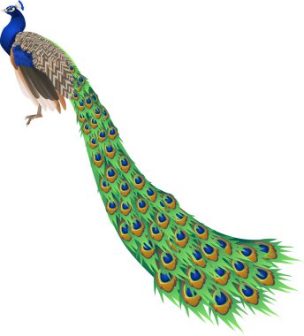 Peacock clipart