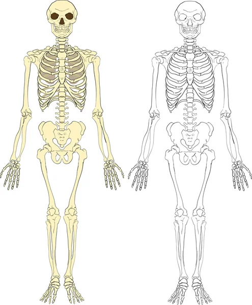 Skelett illustration — Stock vektor