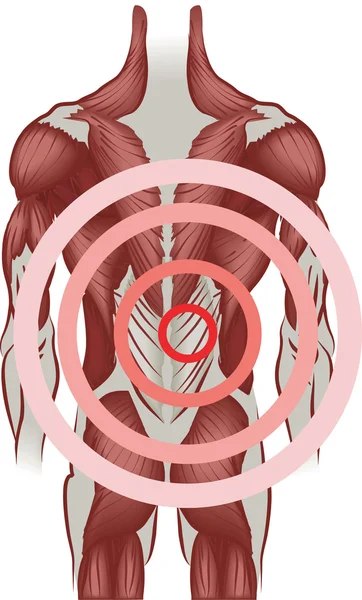Ilustração dos músculos das costas humanos — Vetor de Stock
