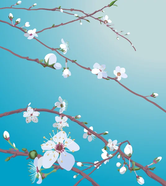 Blossom background — Stock Vector