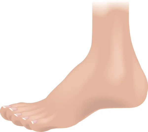 Illustrazione del piede — Vettoriale Stock