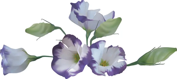 Квіти ілюстрація — стоковий вектор