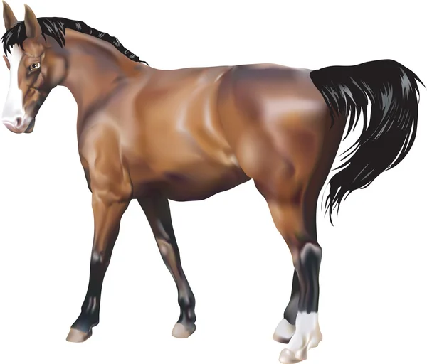 Illustration cheval — Image vectorielle