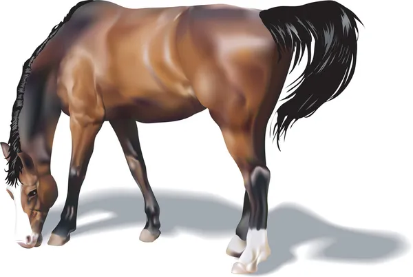 Иллюстрация лошади — стоковый вектор