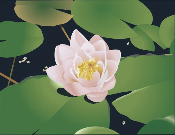 Water lilly Illustration — Stock Vector