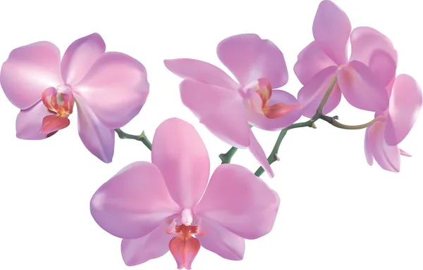Ilustracja orchidea — Wektor stockowy