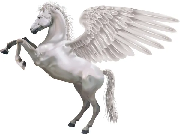 Rearing pegasus horse illustration — Stock Vector