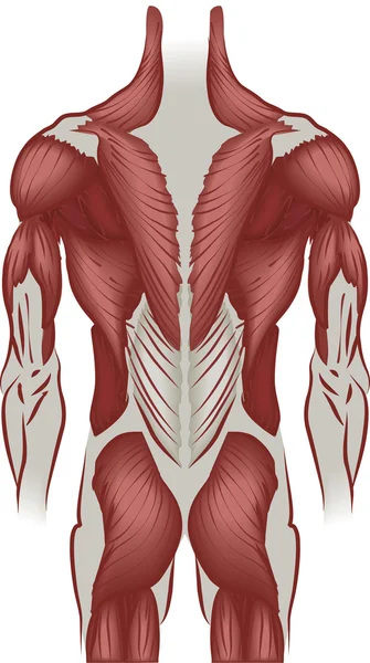 Ilustración de los músculos de la espalda — Vector de stock