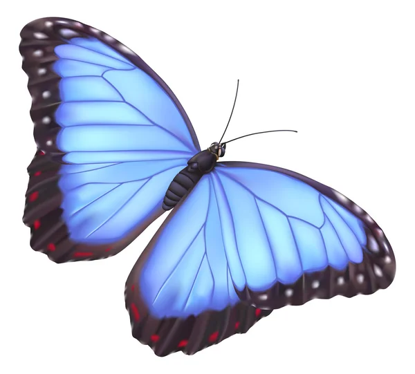 Blauwe Morpho vlinder — Stockvector