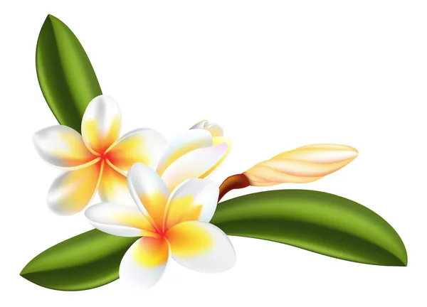 Flor de Frangipani o Plumeria — Vector de stock