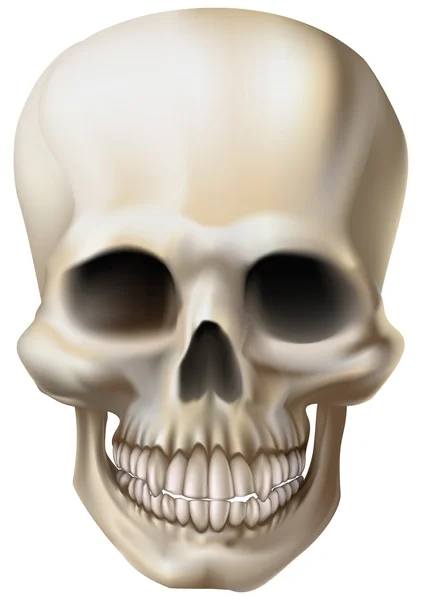 Ilustração de um crânio humano — Vetor de Stock