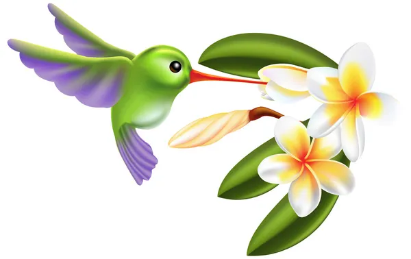 Humming bird and flowers — Stock Vector