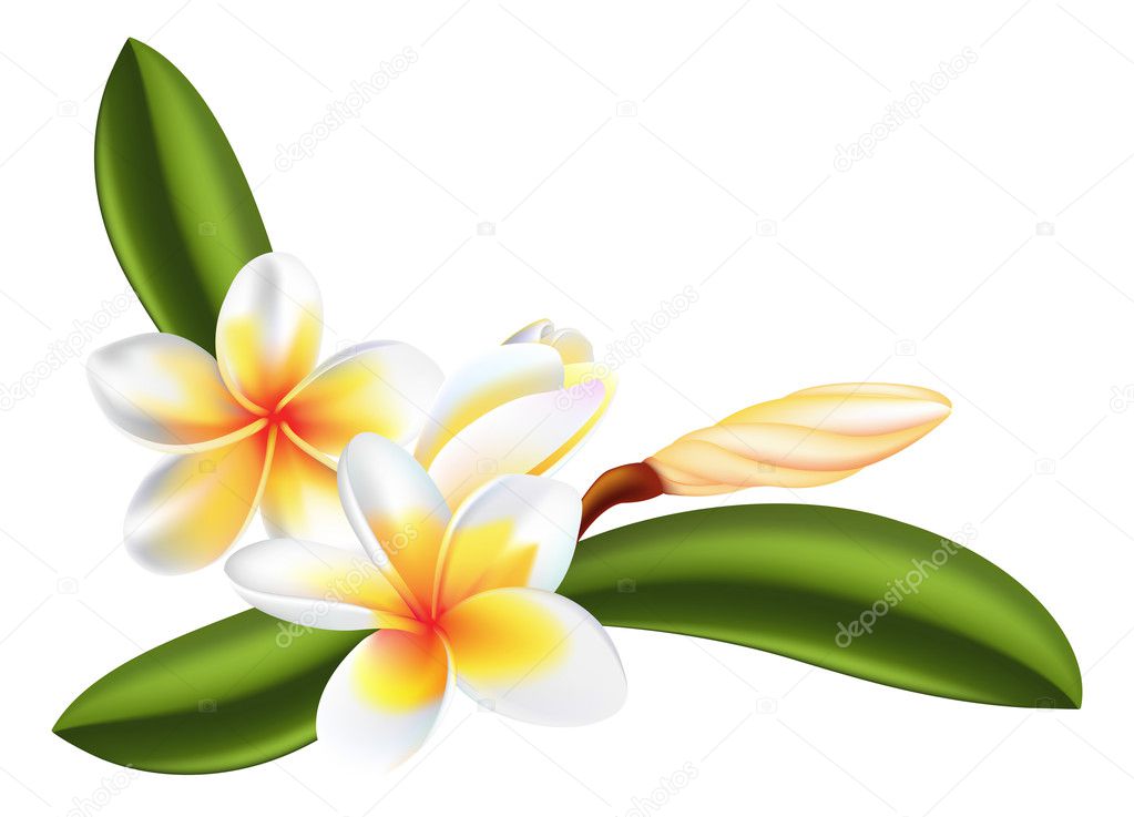 frangipani or plumeria flower