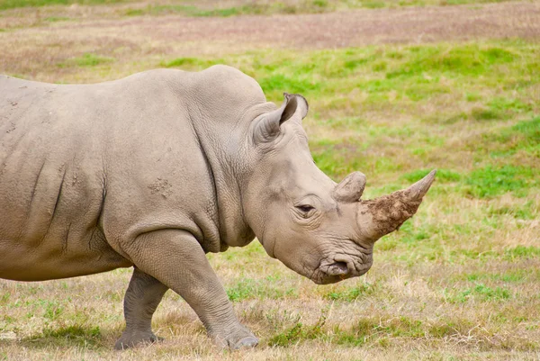 Rinoceronte adulto caminhando em pastagens secas — Fotografia de Stock