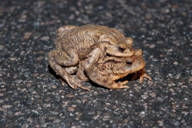 Çift yol geçiş toads çiftleşme