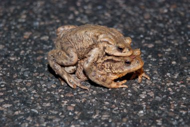Couple Of mating Toads Crossing Road clipart