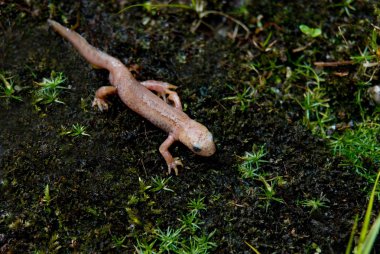 Rare Albino Newt Without Color Pigments And Red Eyes clipart