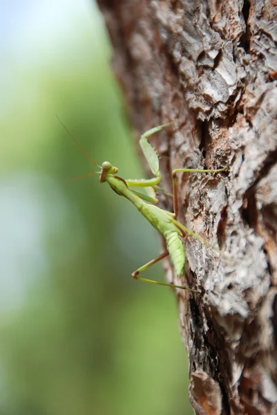 Praying mantis klättra upp i en tall — Stockfoto
