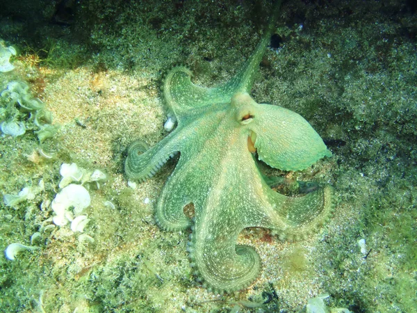 Underwatershot de um polvo selvagem — Fotografia de Stock