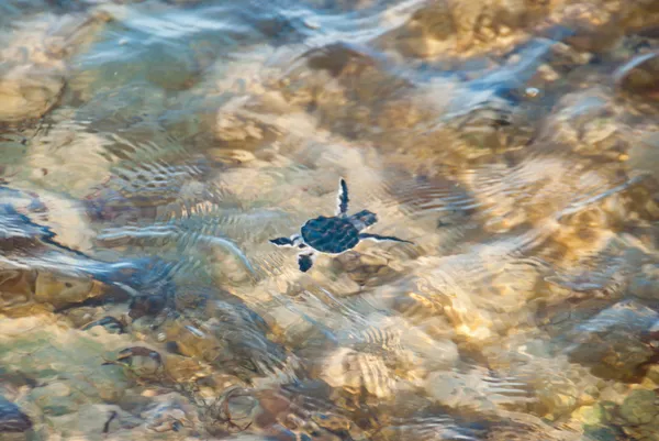 Tortuga eclosionando escapando al océano — Foto de Stock