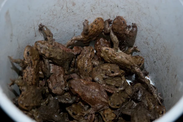 Bucket Full Of Living Toads — Stock Photo, Image