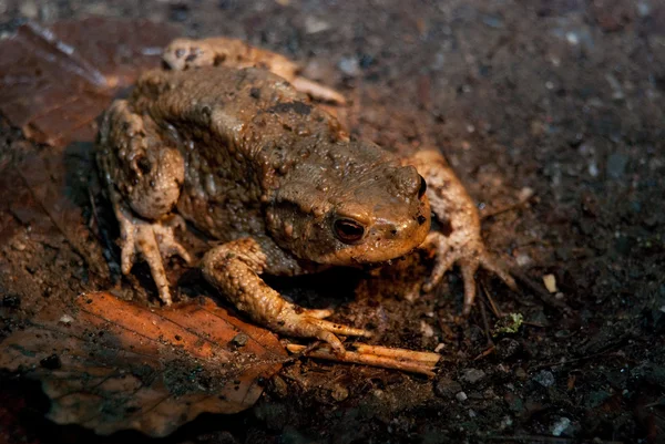 Toad Being Paralysed While Crossing Road — Stock Photo, Image