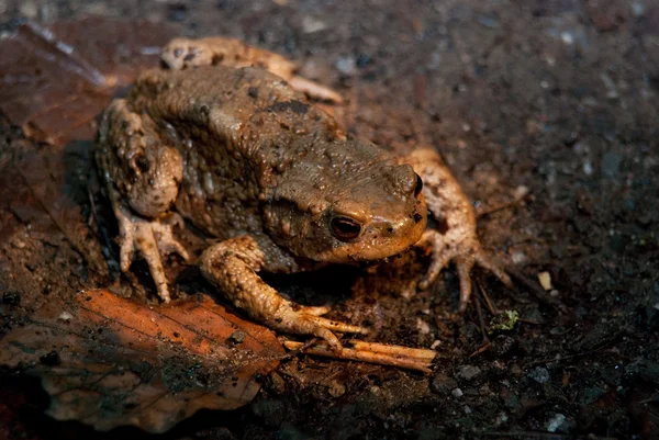 Toad wordt verlamd terwijl kruising weg — Stockfoto