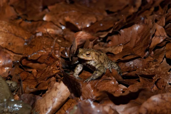Kurbağa üzerinde dinlenme ormanda bırakır — Stok fotoğraf