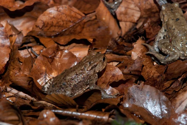 Toad wandelen door bos — Stockfoto