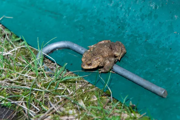 stock image Single Male Toad Sitting Behind Amphibean Fence