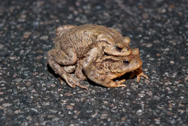 Çift yol geçiş toads çiftleşme — Stok fotoğraf