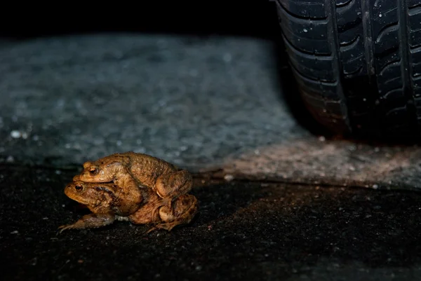 横断道路ながら男性ヒキガエルを運ぶ女性のヒキガエル — ストック写真