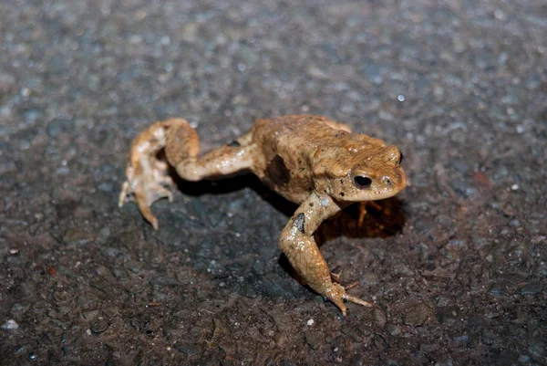 Toad Being Paralysed While Crossing Road — Stock Photo, Image
