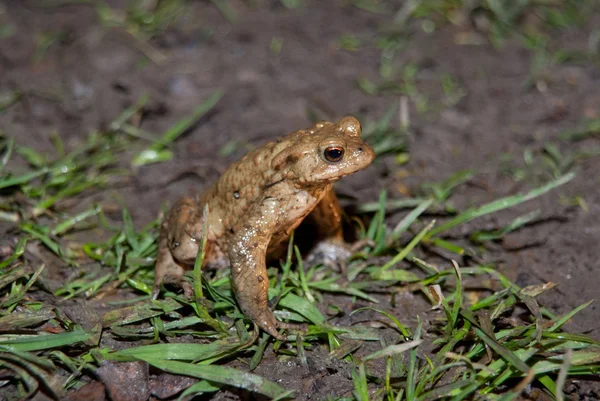 Toad Being Paralysed Before Crossing Road — Stock Photo, Image