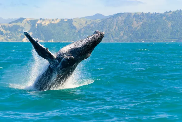 Горбатий кит стрибки з води Стокова Картинка