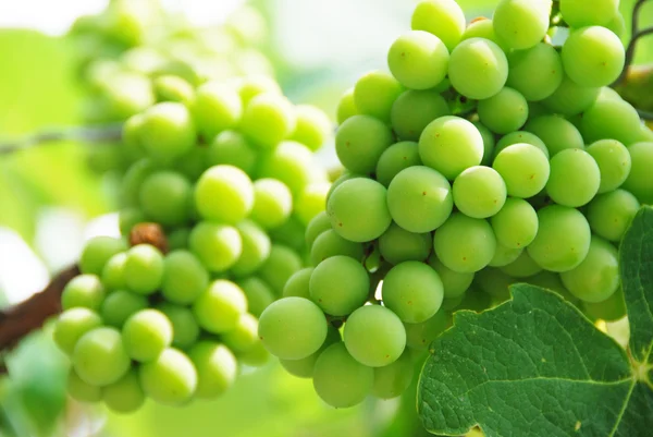 Cultiver le raisin sur le vignoble Image En Vente