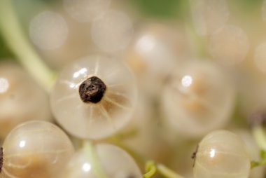 Macro Shot On Rare White Currant clipart