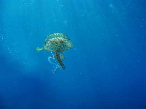 浮遊海洋野生ゼリー魚 — ストック写真