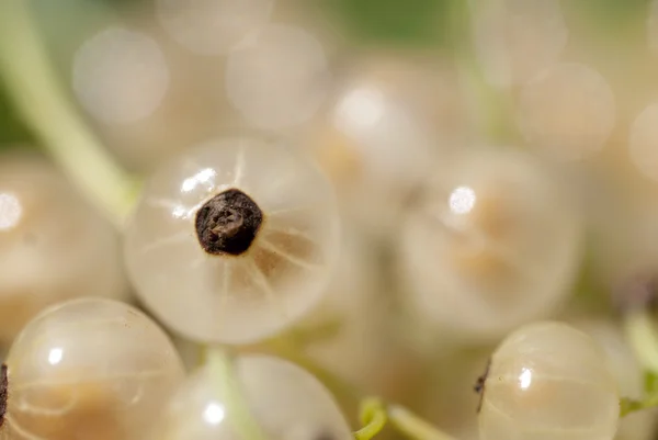 stock image Macro Shot On Rare White Currant