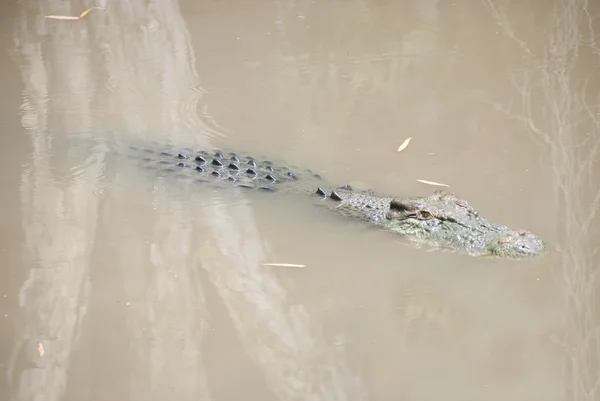 stock image Crocodile In Swamp Waiting For Prey