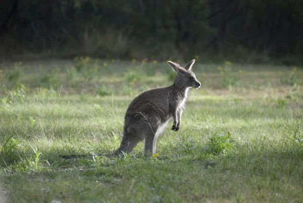 Liten australiensisk känguru i gryningen — Stockfoto