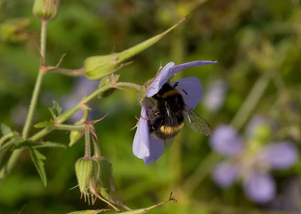 Včely na květu — Stock fotografie