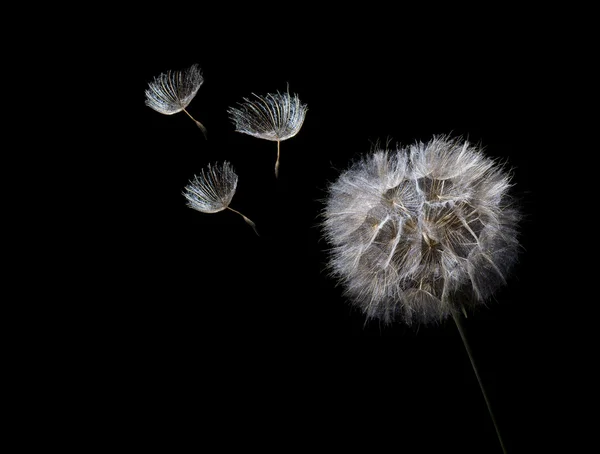 stock image Dandelion